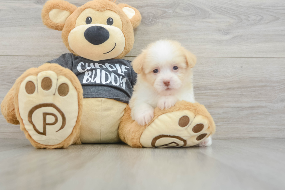 Small Havanese Purebred Pup