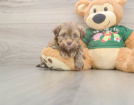 5 week old Havanese Puppy For Sale - Lone Star Pups