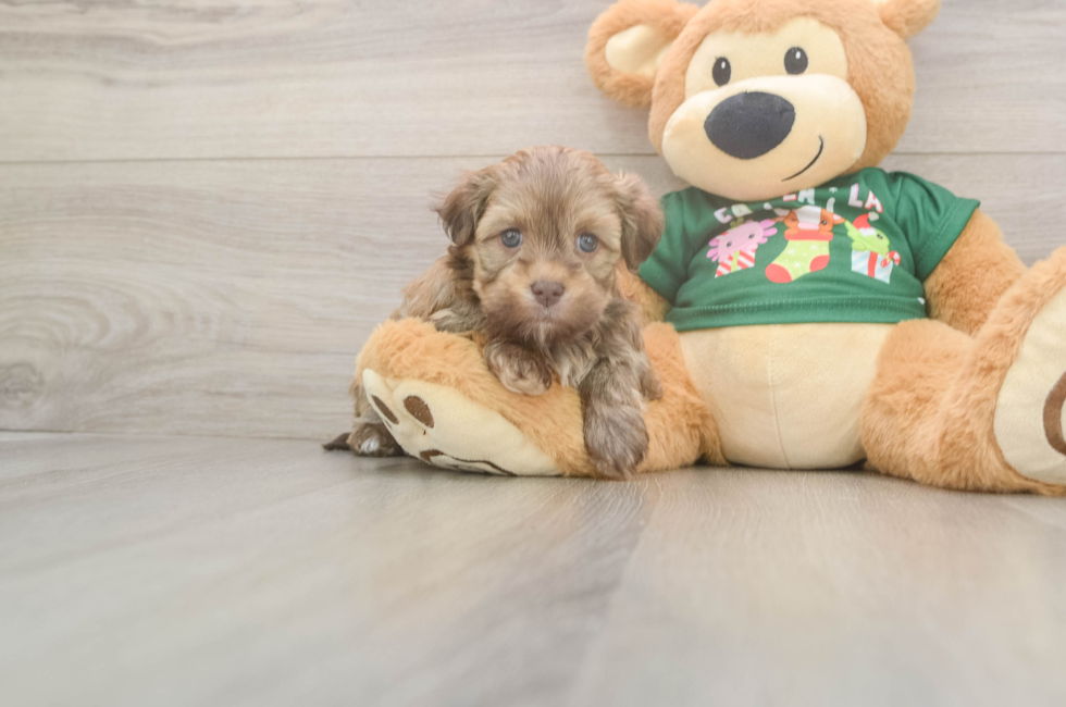 5 week old Havanese Puppy For Sale - Lone Star Pups