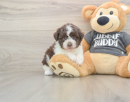 5 week old Havanese Puppy For Sale - Lone Star Pups