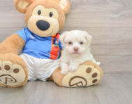 5 week old Havanese Puppy For Sale - Lone Star Pups