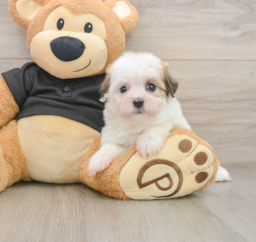 9 week old Havanese Puppy For Sale - Lone Star Pups