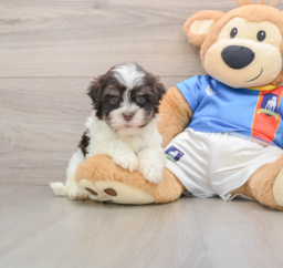 6 week old Havanese Puppy For Sale - Lone Star Pups