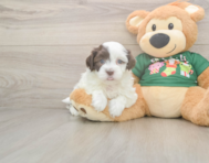 5 week old Havanese Puppy For Sale - Lone Star Pups
