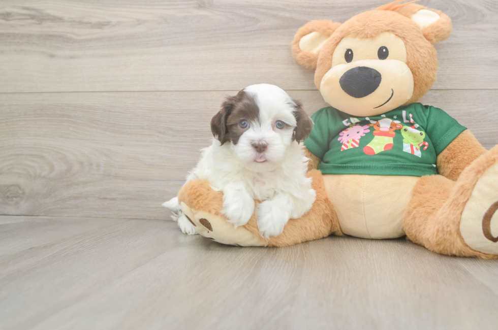 5 week old Havanese Puppy For Sale - Lone Star Pups