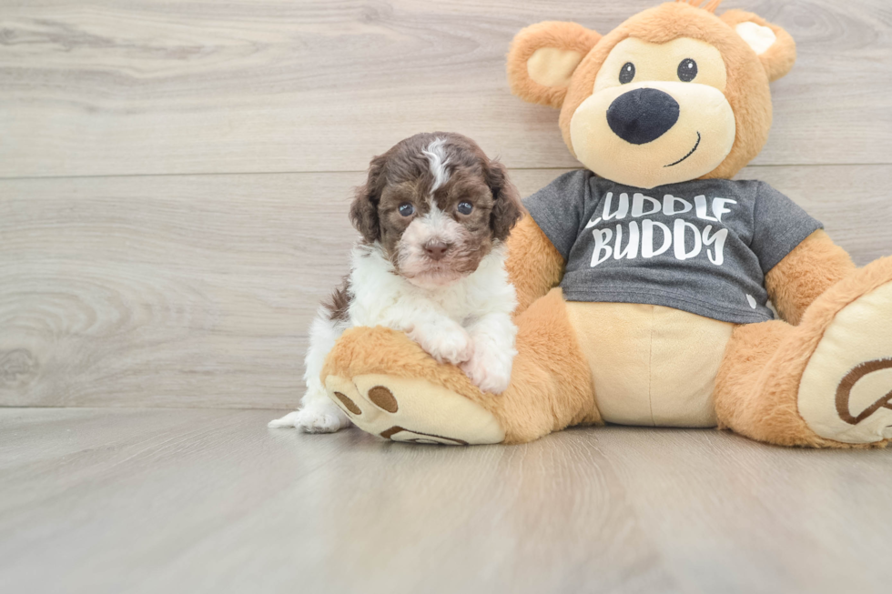 Havanese Puppy for Adoption