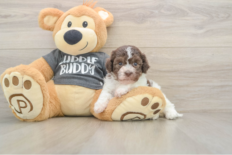 Havanese Pup Being Cute