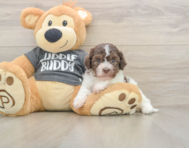 5 week old Havanese Puppy For Sale - Lone Star Pups