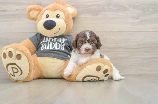 Havanese Pup Being Cute
