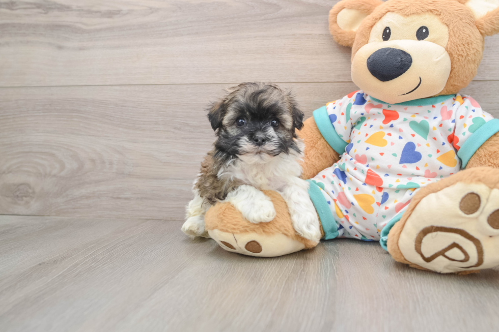 Havanese Pup Being Cute