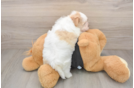 Havanese Pup Being Cute