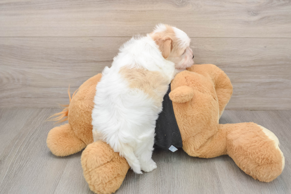 Havanese Pup Being Cute