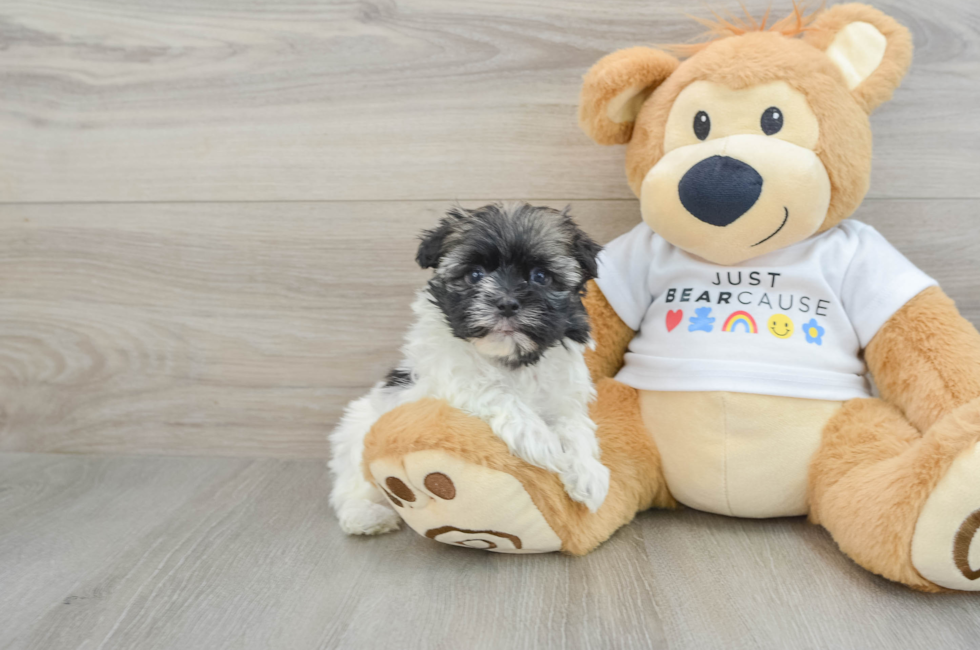 6 week old Havanese Puppy For Sale - Lone Star Pups