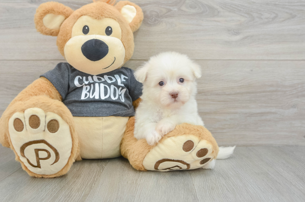 6 week old Havanese Puppy For Sale - Lone Star Pups