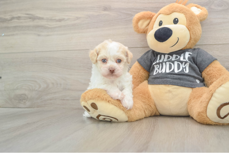 Havanese Pup Being Cute