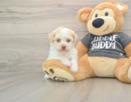 5 week old Havanese Puppy For Sale - Lone Star Pups