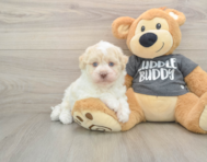 5 week old Havanese Puppy For Sale - Lone Star Pups