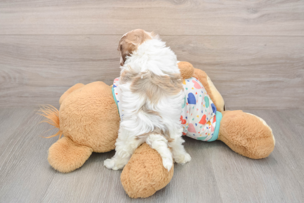 Havanese Puppy for Adoption