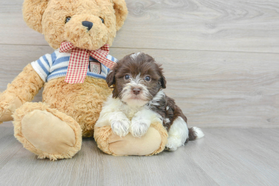 Havanese Pup Being Cute