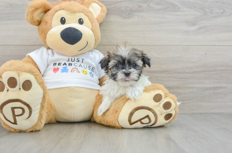 6 week old Havanese Puppy For Sale - Lone Star Pups