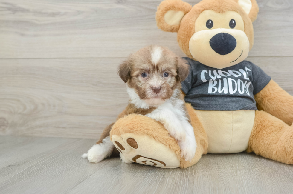 6 week old Havanese Puppy For Sale - Lone Star Pups