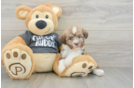 Akc Registered Havanese Baby