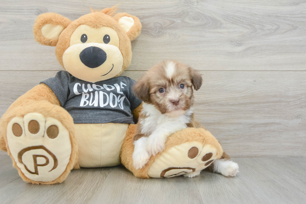 Akc Registered Havanese Baby