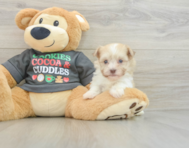 5 week old Havanese Puppy For Sale - Lone Star Pups