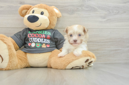 Havanese Pup Being Cute