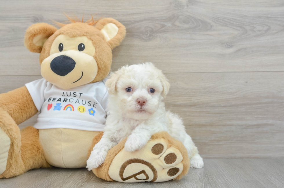 6 week old Havanese Puppy For Sale - Lone Star Pups