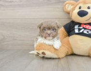 5 week old Havanese Puppy For Sale - Lone Star Pups