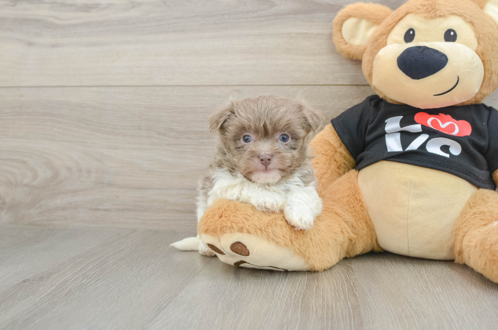 5 week old Havanese Puppy For Sale - Lone Star Pups