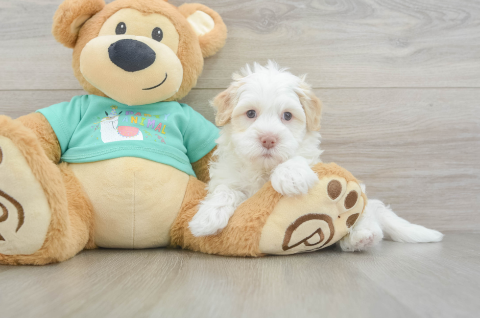 6 week old Havanese Puppy For Sale - Lone Star Pups