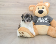 5 week old Havanese Puppy For Sale - Lone Star Pups