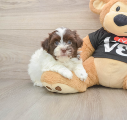 6 week old Havanese Puppy For Sale - Lone Star Pups