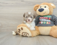 5 week old Havanese Puppy For Sale - Lone Star Pups