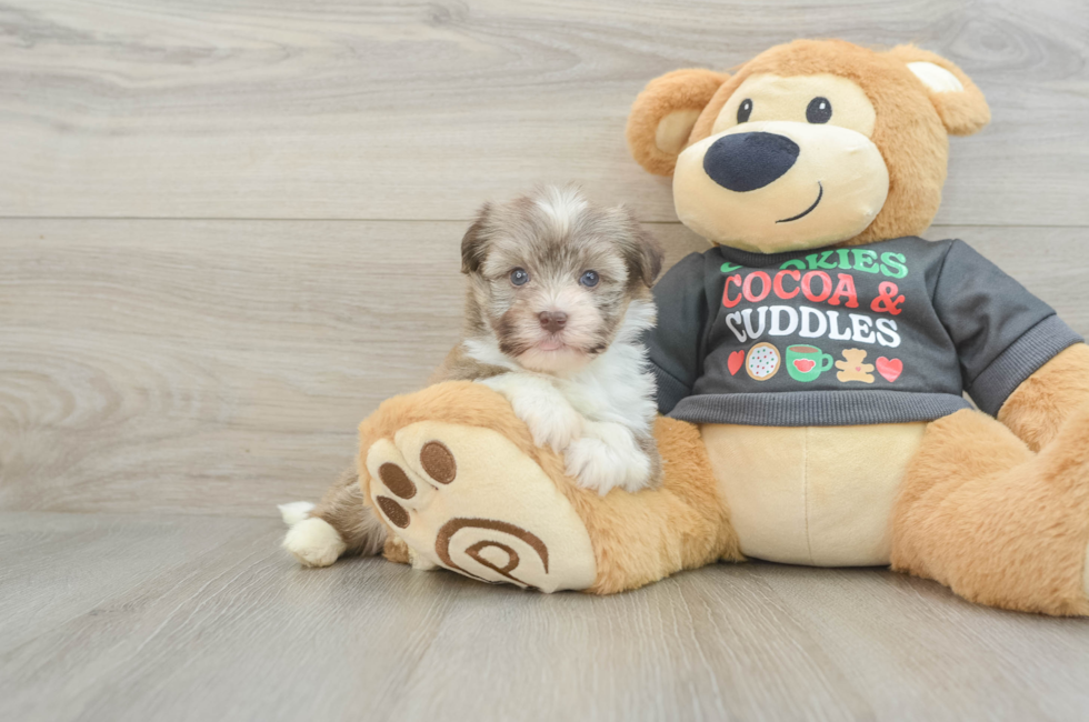 5 week old Havanese Puppy For Sale - Lone Star Pups