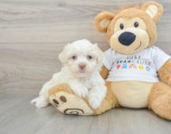 9 week old Havanese Puppy For Sale - Lone Star Pups