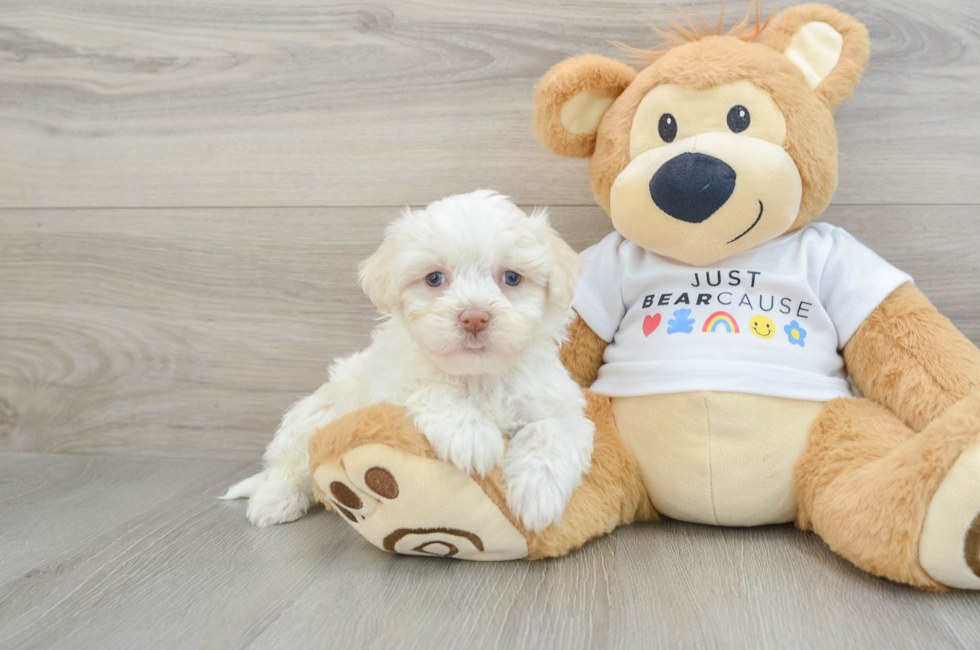 9 week old Havanese Puppy For Sale - Lone Star Pups