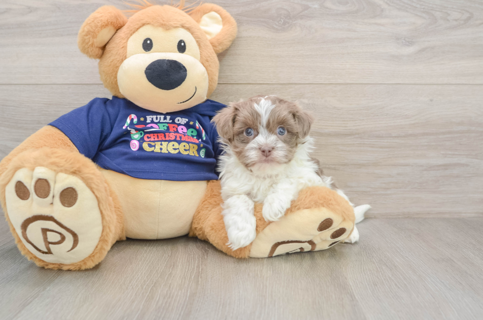 6 week old Havanese Puppy For Sale - Lone Star Pups