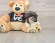 7 week old Havanese Puppy For Sale - Lone Star Pups