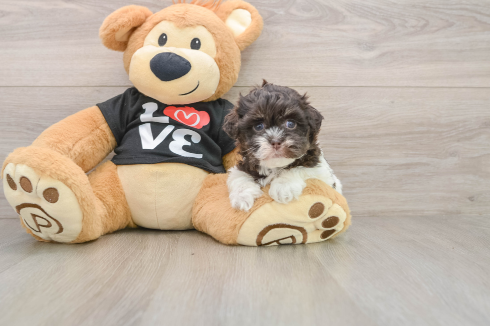 Adorable Havanese Cuban Bichon Purebred Puppy