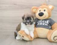 5 week old Havanese Puppy For Sale - Lone Star Pups
