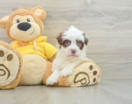 6 week old Havanese Puppy For Sale - Lone Star Pups