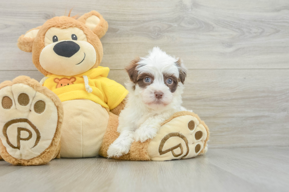 7 week old Havanese Puppy For Sale - Lone Star Pups