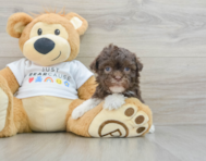 8 week old Havanese Puppy For Sale - Lone Star Pups