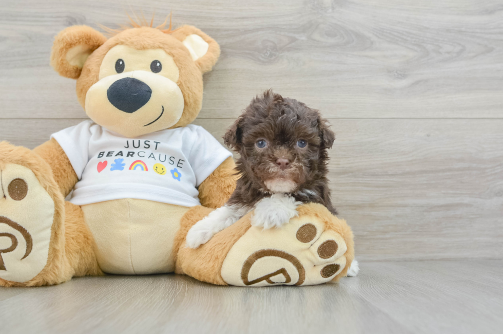 6 week old Havanese Puppy For Sale - Lone Star Pups