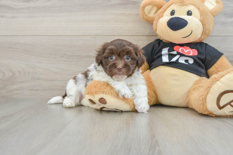 5 week old Havanese Puppy For Sale - Lone Star Pups