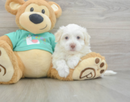 7 week old Havanese Puppy For Sale - Lone Star Pups