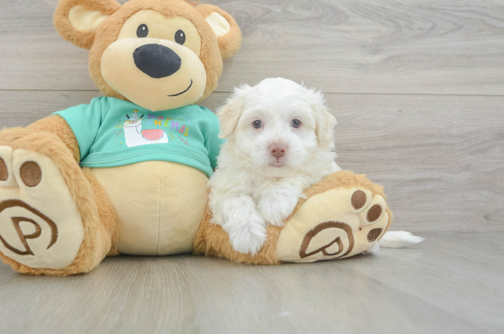 6 week old Havanese Puppy For Sale - Lone Star Pups